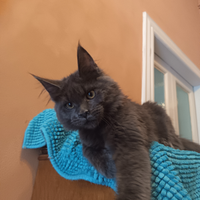 Maine Coon con Pedigree