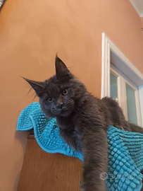 Maine Coon con Pedigree