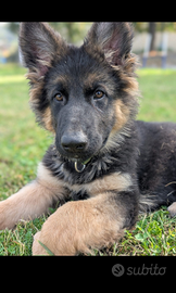 Pastore tedesco