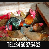 Galli Galline livornesi collo oro