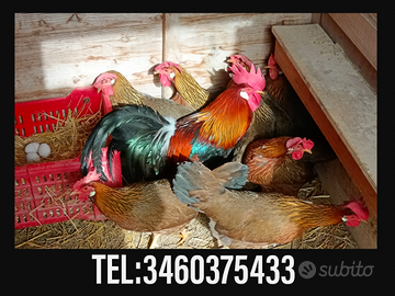 Galli Galline livornesi collo oro