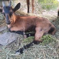 Capretti camosciati delle alpi