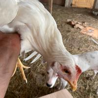 Galline ovaiole livornesi