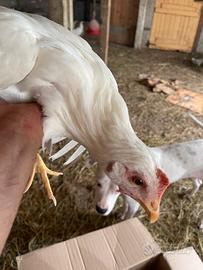 Galline ovaiole livornesi