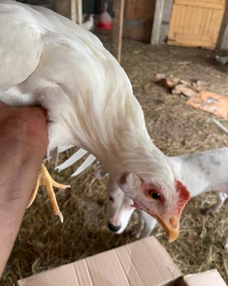 Galline ovaiole livornesi