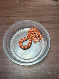 Serpenti del grano