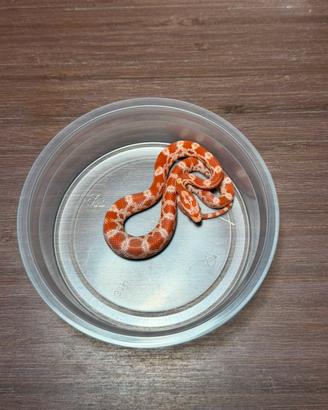 Serpenti del grano