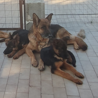 Cuccioli Di Pastore Tedesco