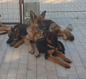 Cuccioli Di Pastore Tedesco