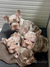Bulldog francese cucciolo