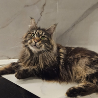 Maine coon - Fortuna