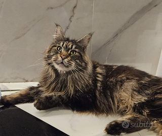Maine coon - Fortuna