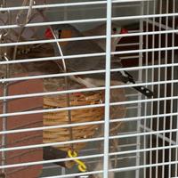 Diamantini mandarino