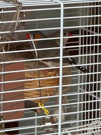 Diamantini mandarino