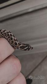 Heterodon nasicus con teca