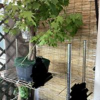 Prebonsai Liquidambar