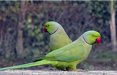 Parrocchetti dal collare