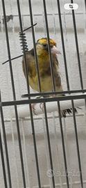Cardellino tschusii