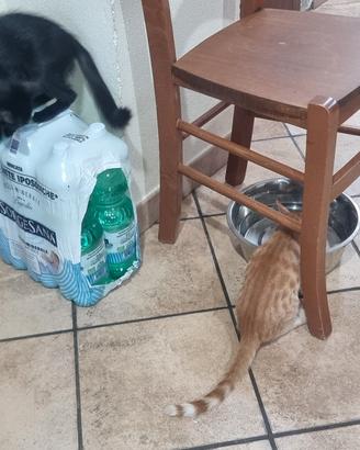 gatti