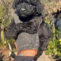 Barboncino toy nero femmina anche a rate