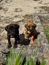 Cane Corso