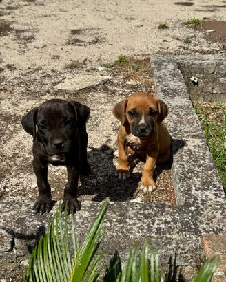 Cane Corso