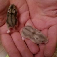 Criceti Bolzano gratis