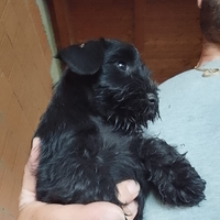 Cuccioli di swergschnauzer