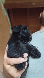 Cuccioli di swergschnauzer