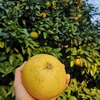 Pompelmo giallo da cogliere in giardino