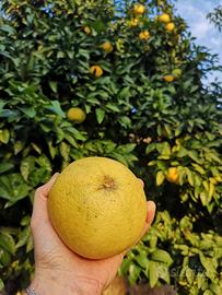 Pompelmo giallo da cogliere in giardino