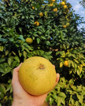 Pompelmo giallo da cogliere in giardino