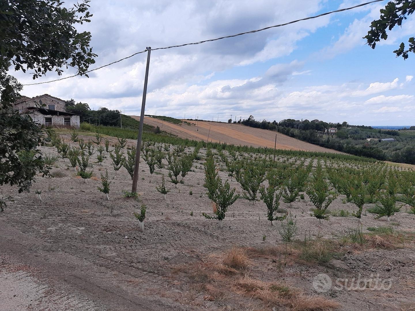 Terreno agricolo - Vista 6
