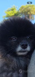 Pomerania nano con pedigree disponibile per monta