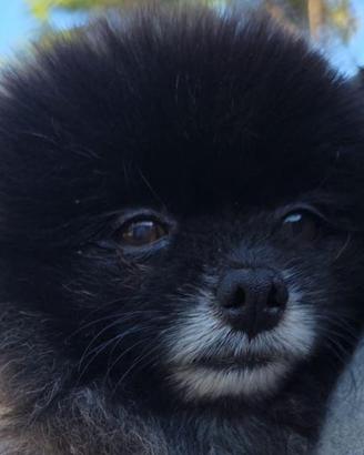Pomerania nano con pedigree disponibile per monta