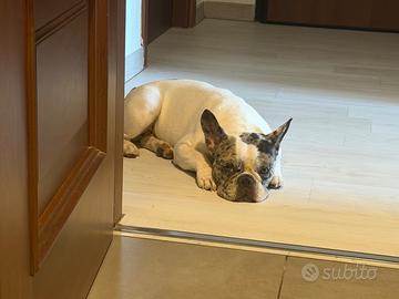 Bulldog Francese