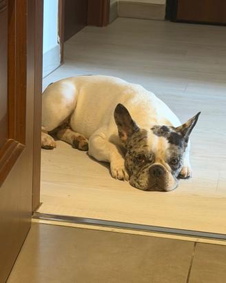 Bulldog Francese