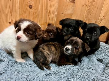 Cuccioli meravigliosi