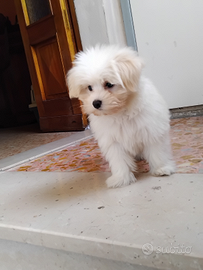 Cucciolo cane maltese