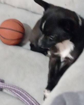 Chihuahua cucciola