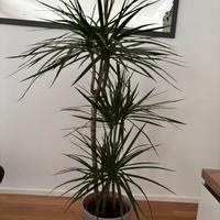 Dracaena marginata