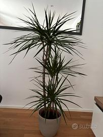 Dracaena marginata