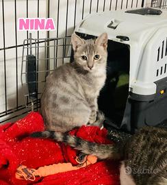 Nina, Gennaro e Tarty gattini di tre mesi