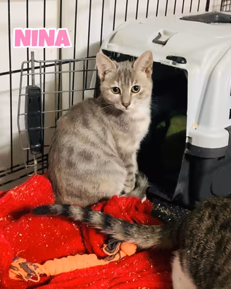 Nina, Gennaro e Tarty gattini di tre mesi
