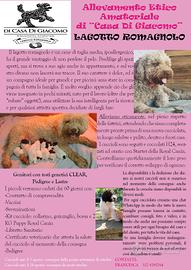 cuccioli di Lagotto romagnolo con pedigree 