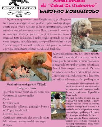 cuccioli di Lagotto romagnolo con pedigree 