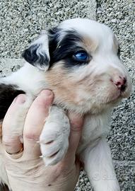 Cuccioli di Australian Shepherd