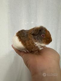 Cavia Us teddy