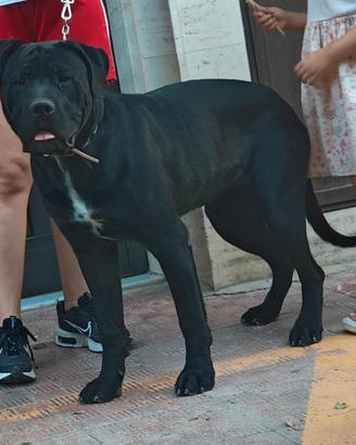Cane Corso disponibile per monta