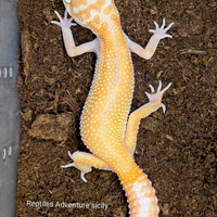 Geco leopardino albino